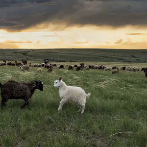 猫女误入面包加工厂
