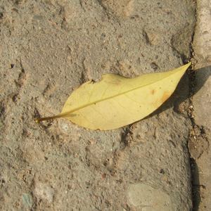 猫女误入面包加工厂
